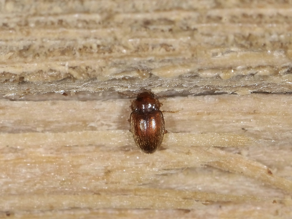 Symbiotes gibberosus (Endomychidae)